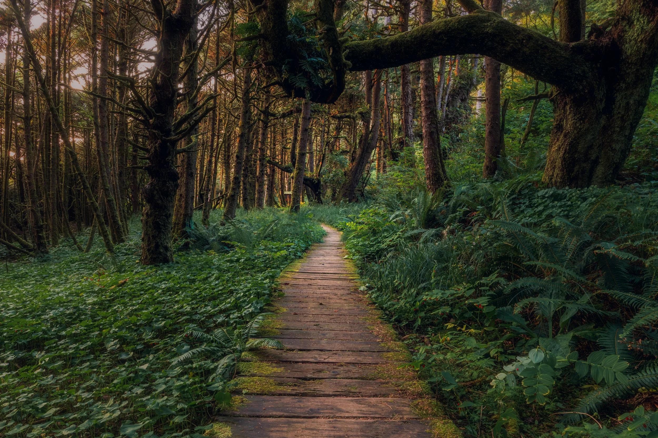 Trail in the trees