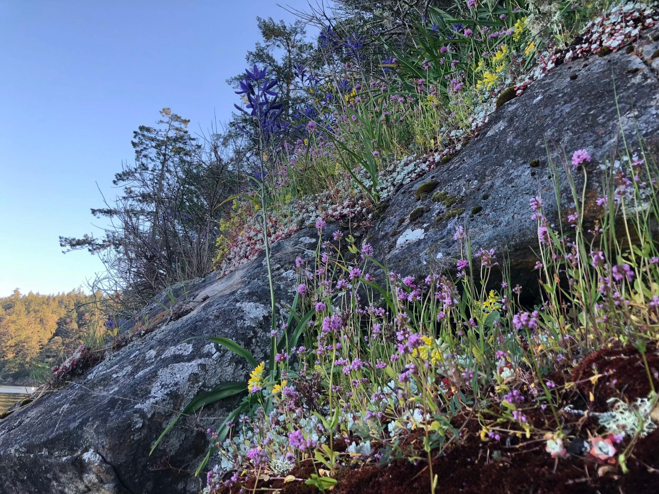 Flowers in bloom